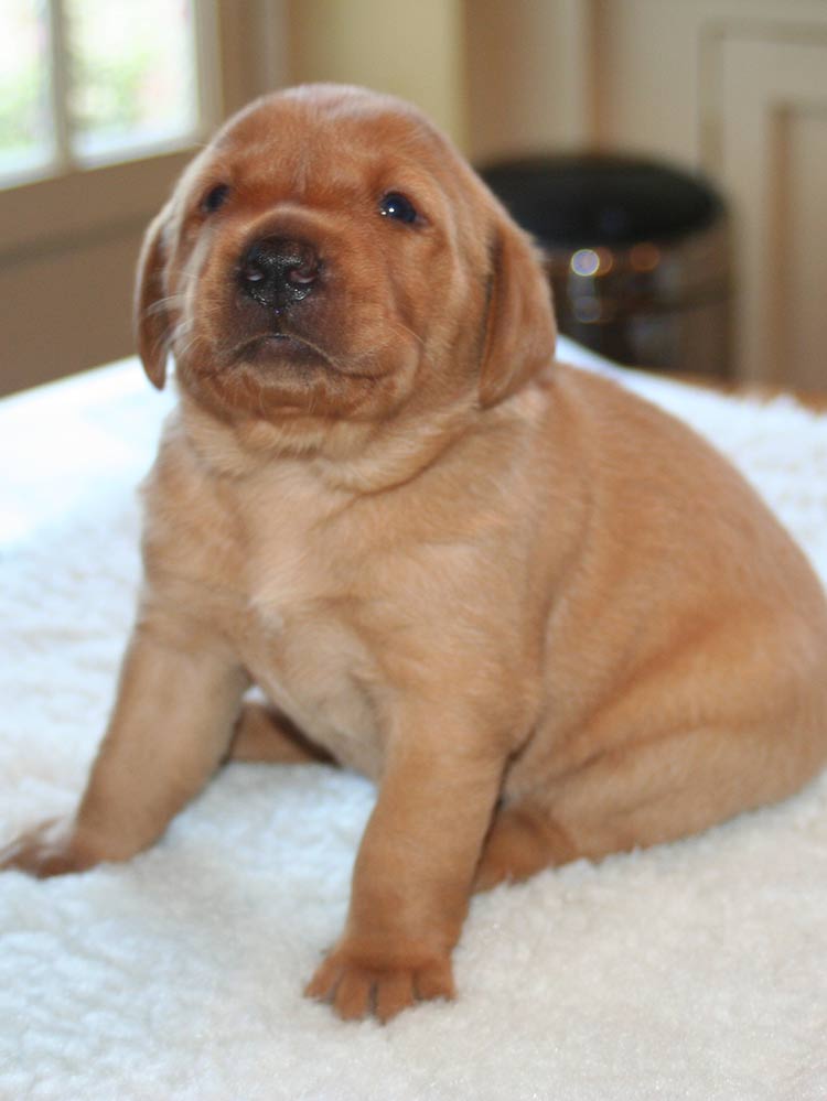 can puppies see at 3 weeks old