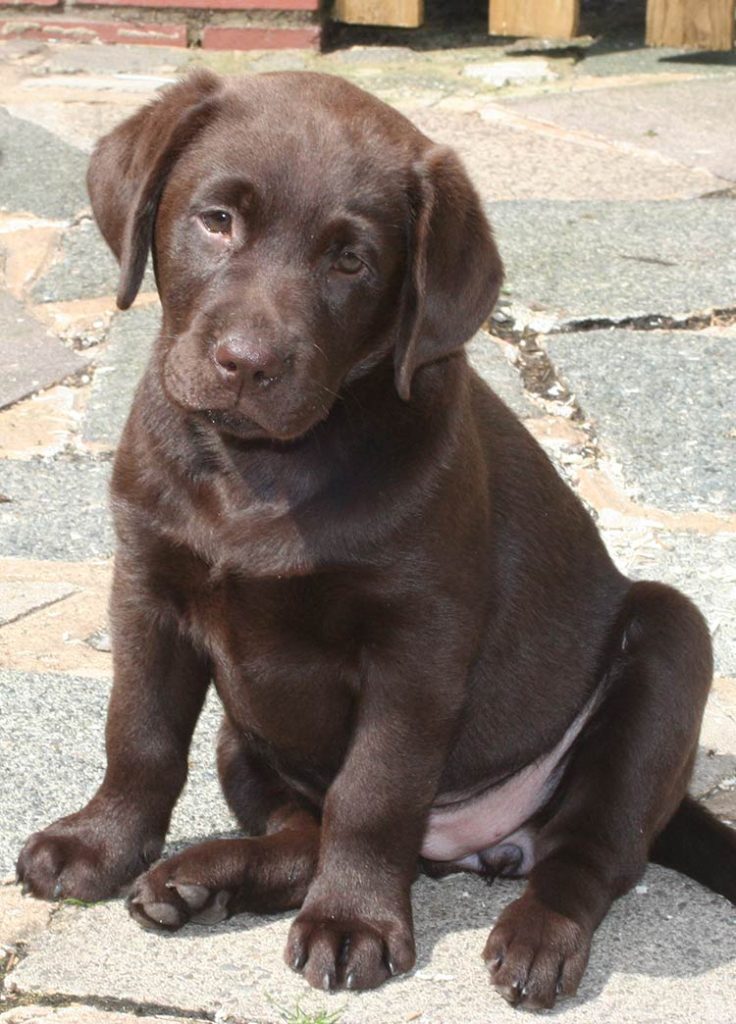 Fat chocolate hot sale lab puppies