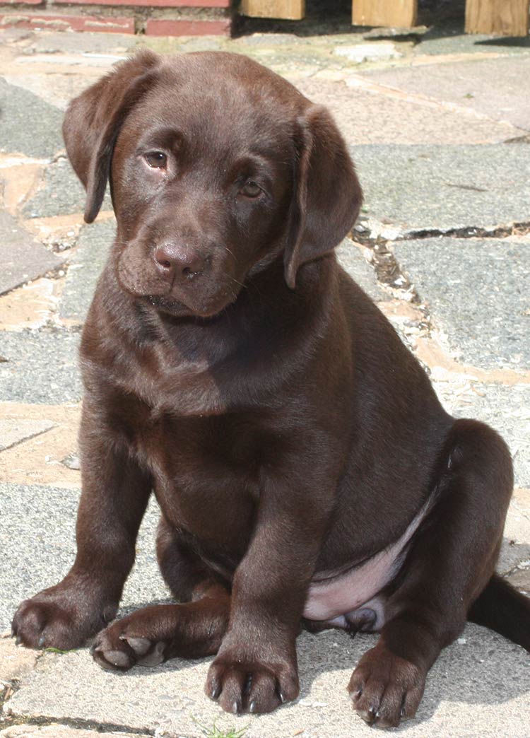 The Ultimate Labrador Puppy Growth Chart And FAQ