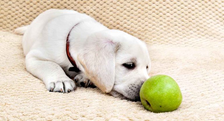 can dogs eat apples