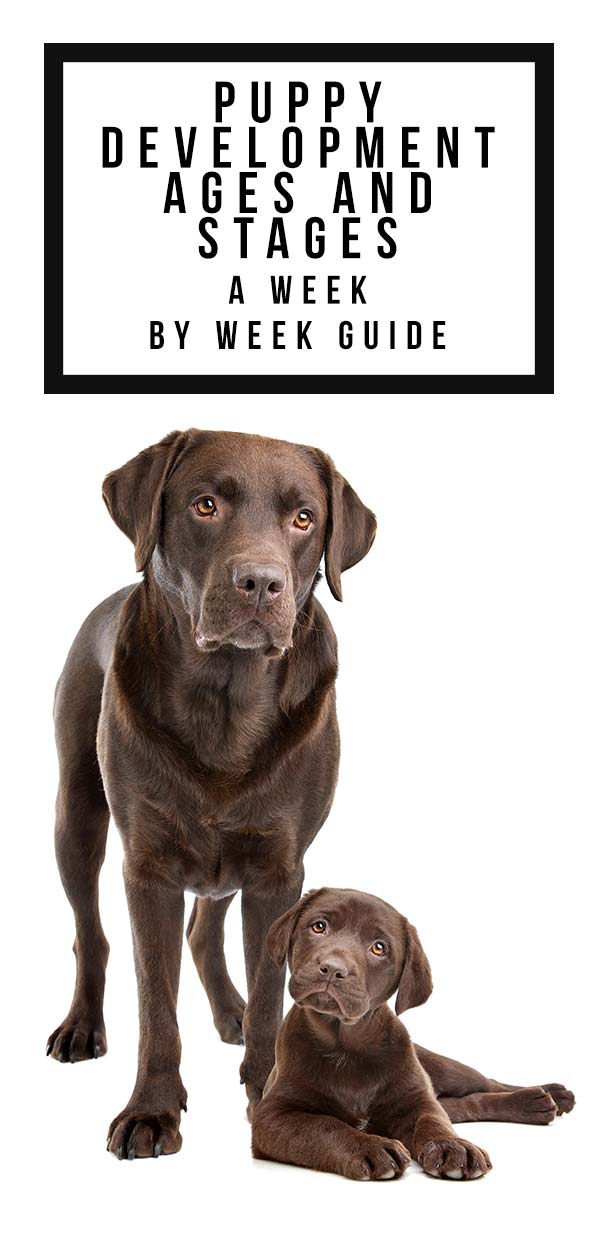 Puppy Development Week By Week - A Guide To The Important ...