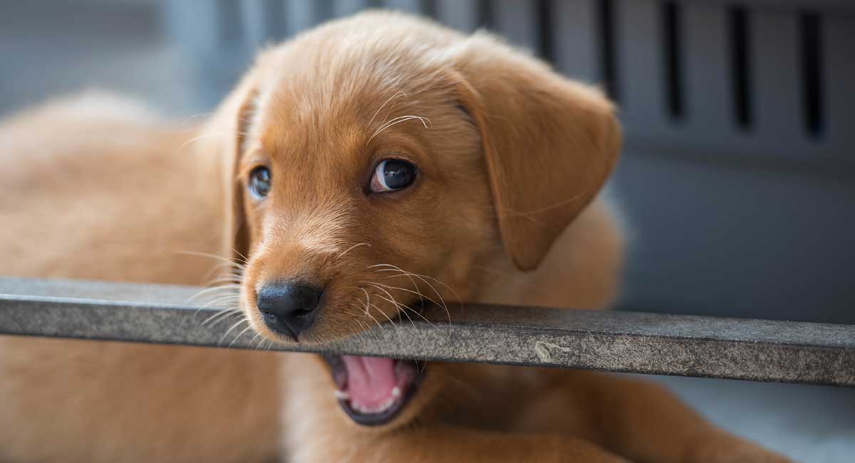 Puppy Teething And Teeth A Complete Guide To Your Puppy S Teeth