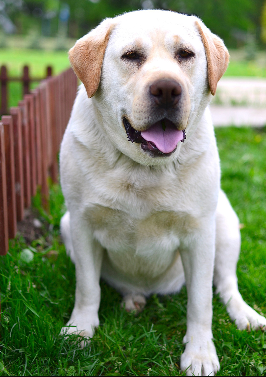 Lab clearance dog small