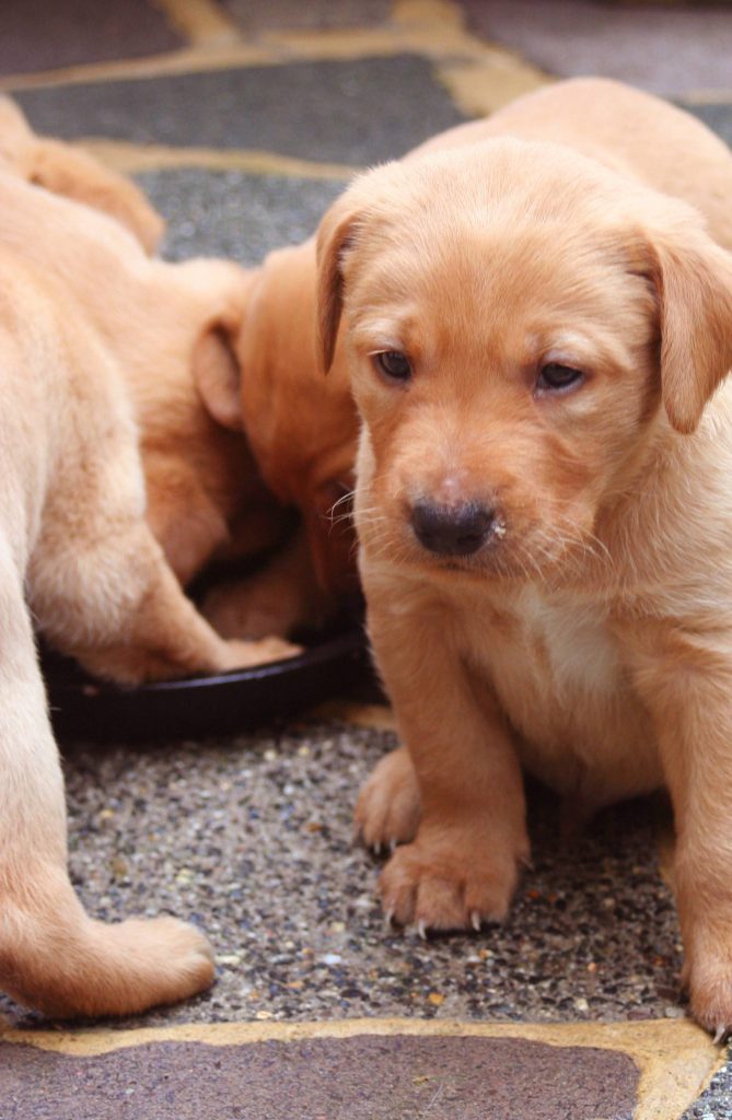 at what age are puppies eyes fully developed