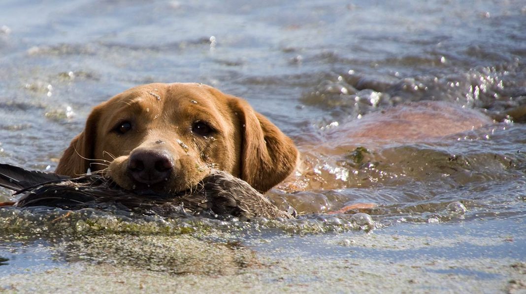 Fox Red Lab - La tua guida al Fox Red Labrador Retriever | Mont Blanc