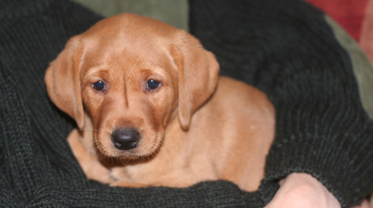 are fox red labradors more expensive than whiye