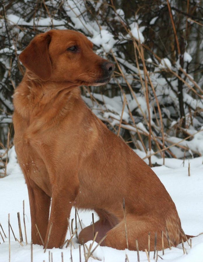 American Fox red lab in the snow