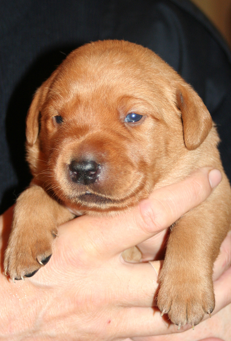 fox red and yellow lab puppies