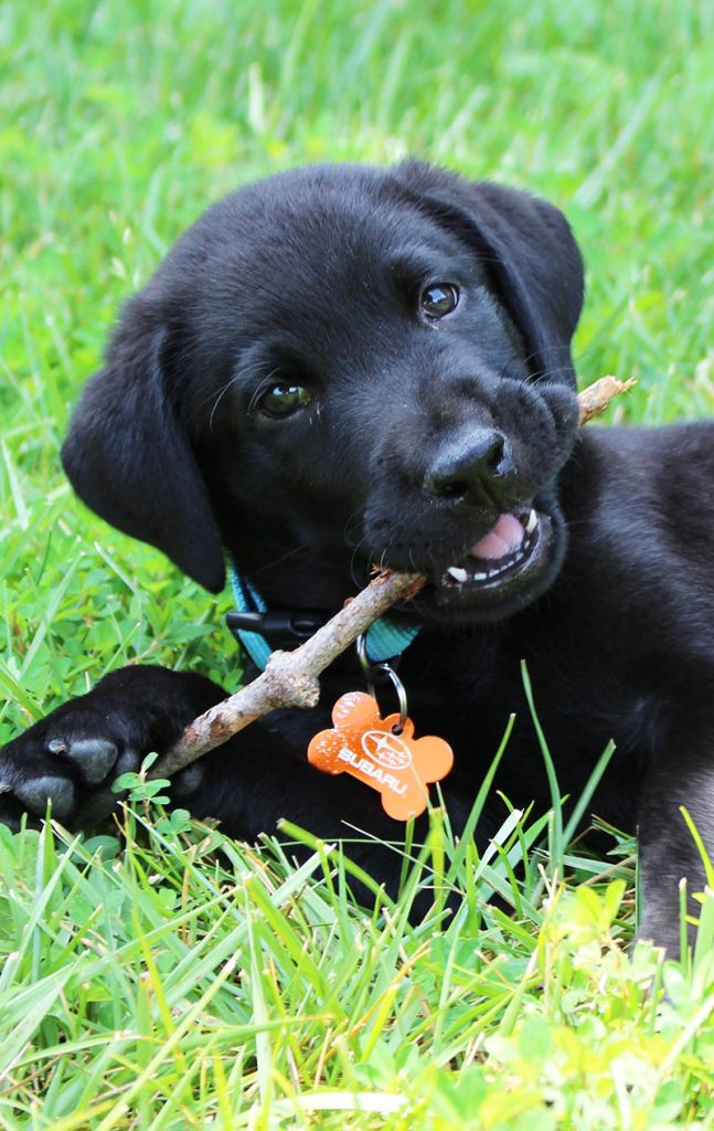 photo of a black labrador puppy chewing a stick