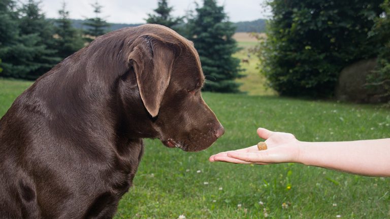 Teach A Dog To Take A Treat Gently in Six Easy Steps