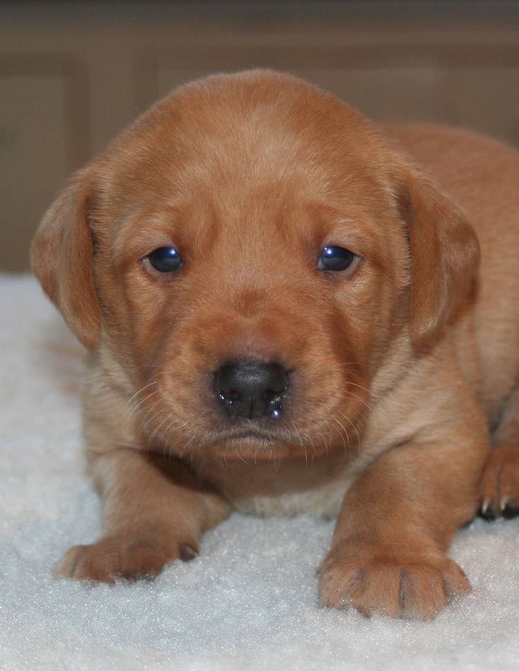 Three week old red fox lab puppy