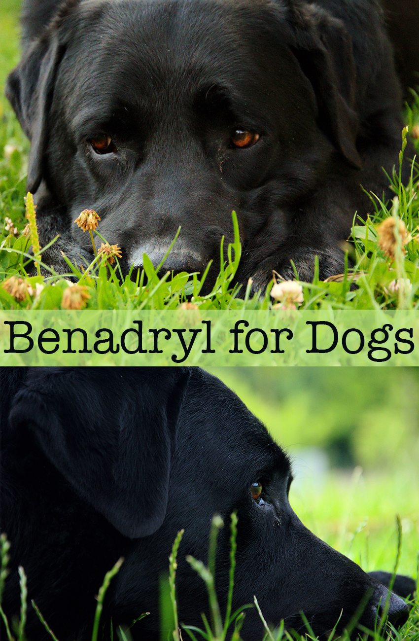 Giving dogs 2024 children's benadryl