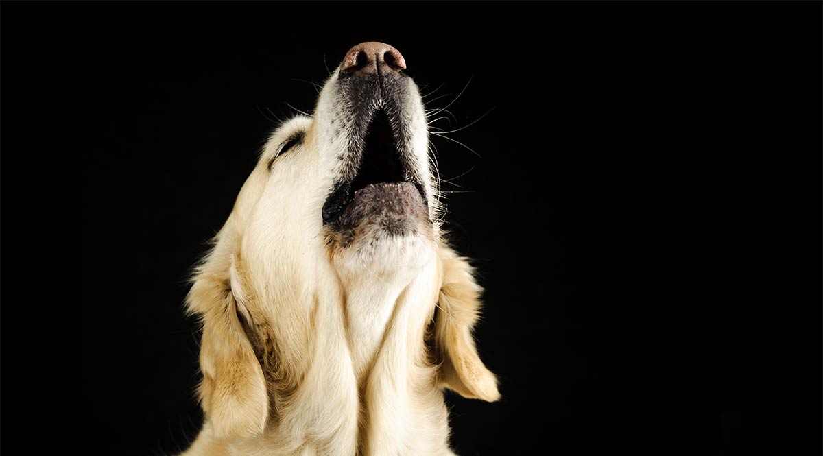 dogs howling