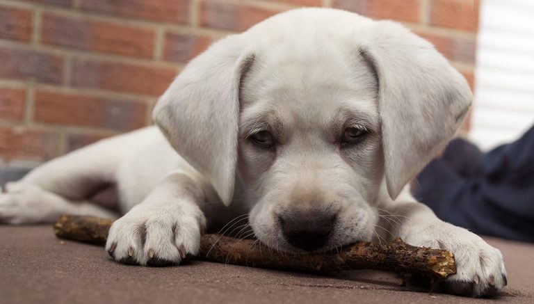 How to calm an excited puppy