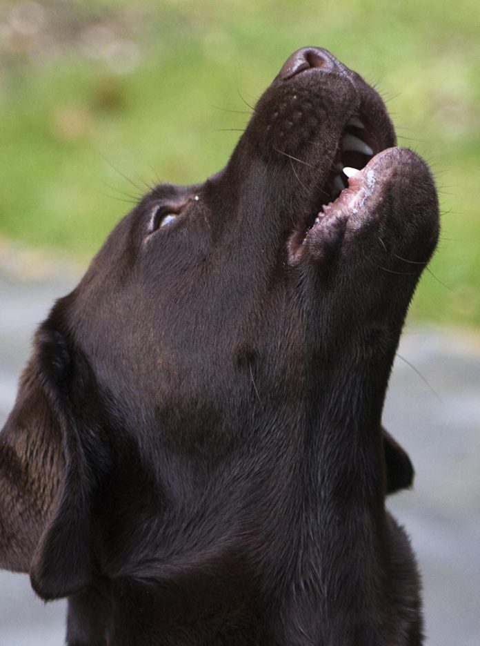 is-your-dog-howling-why-do-dogs-howl-and-what-does-it-mean