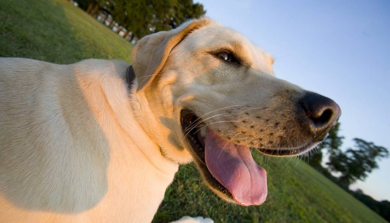 Why Do Dogs Pant – Fascinating Facts About Panting