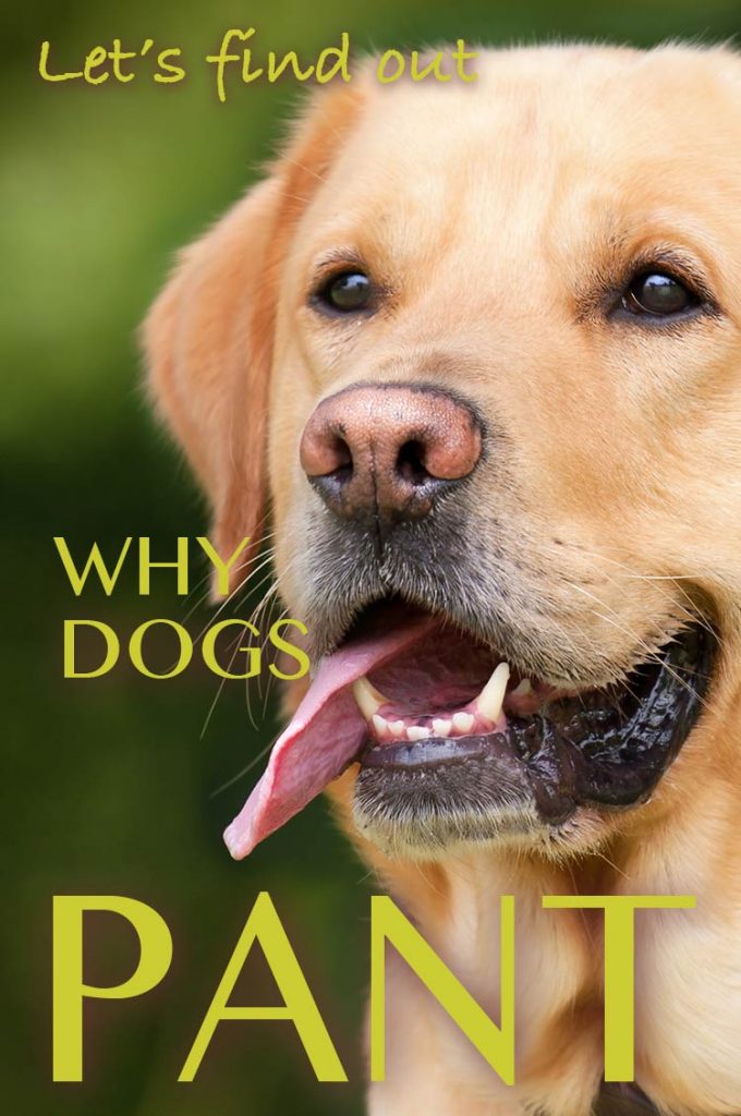 why-do-dogs-pant-fascinating-facts-about-panting-in-dogs