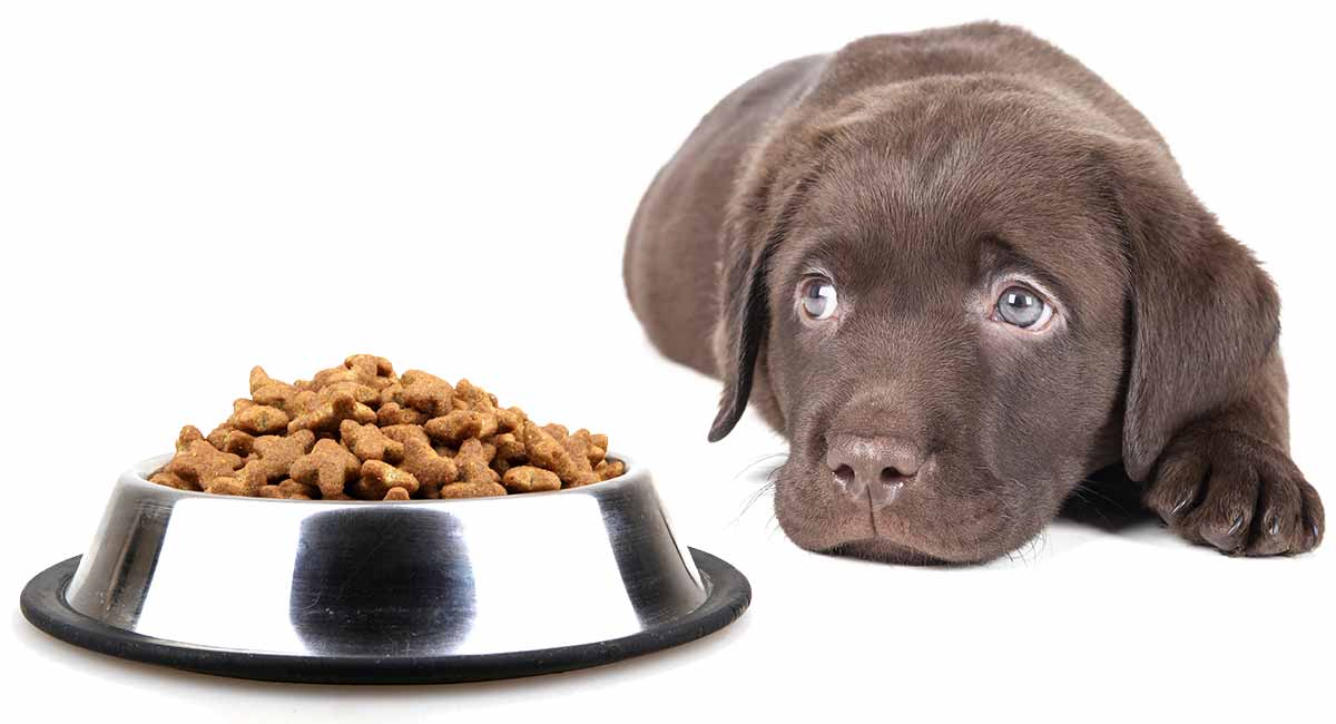 best food for sick puppy