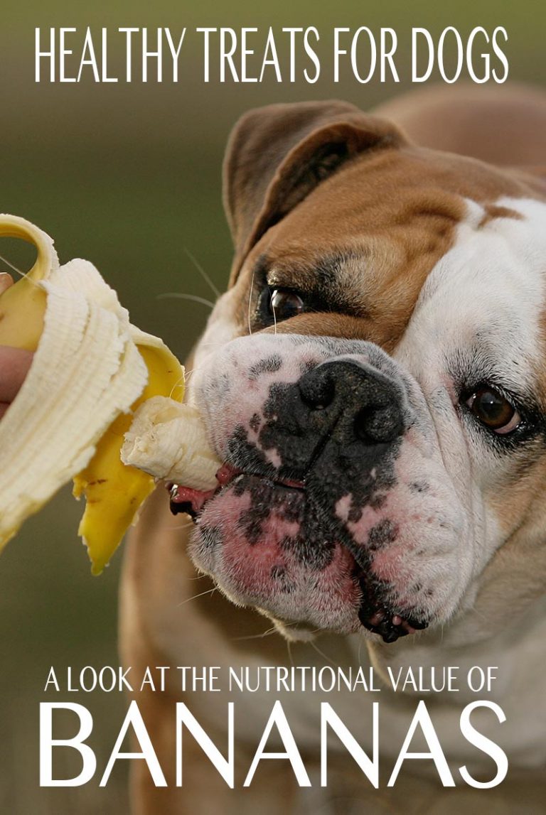 Can Dogs Eat Bananas? A Complete Guide To Bananas For Dogs