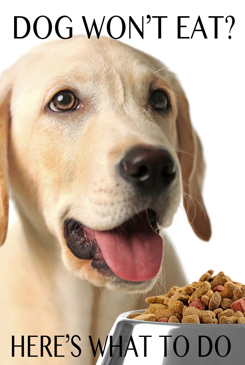 My Dog Won't Eat What To Do When Your Lab Is Off His Food