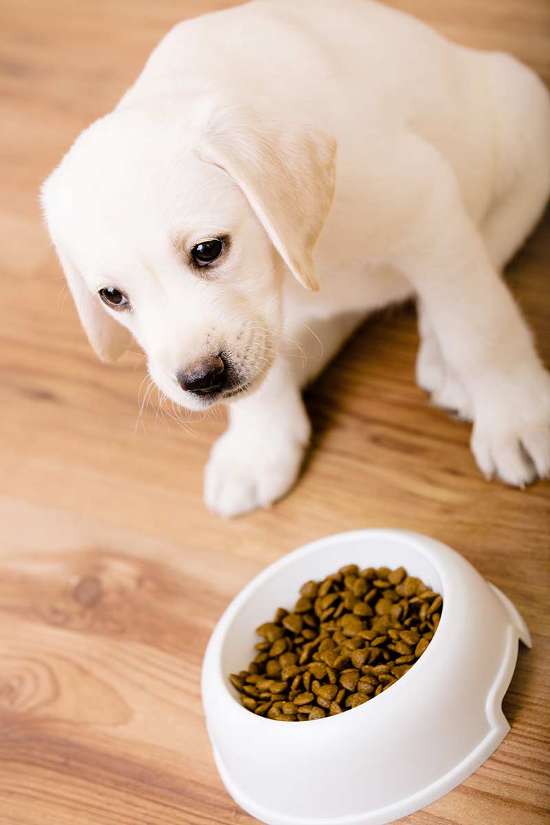 My Dog Won t Eat What To Do When Your Lab Is Off His Food