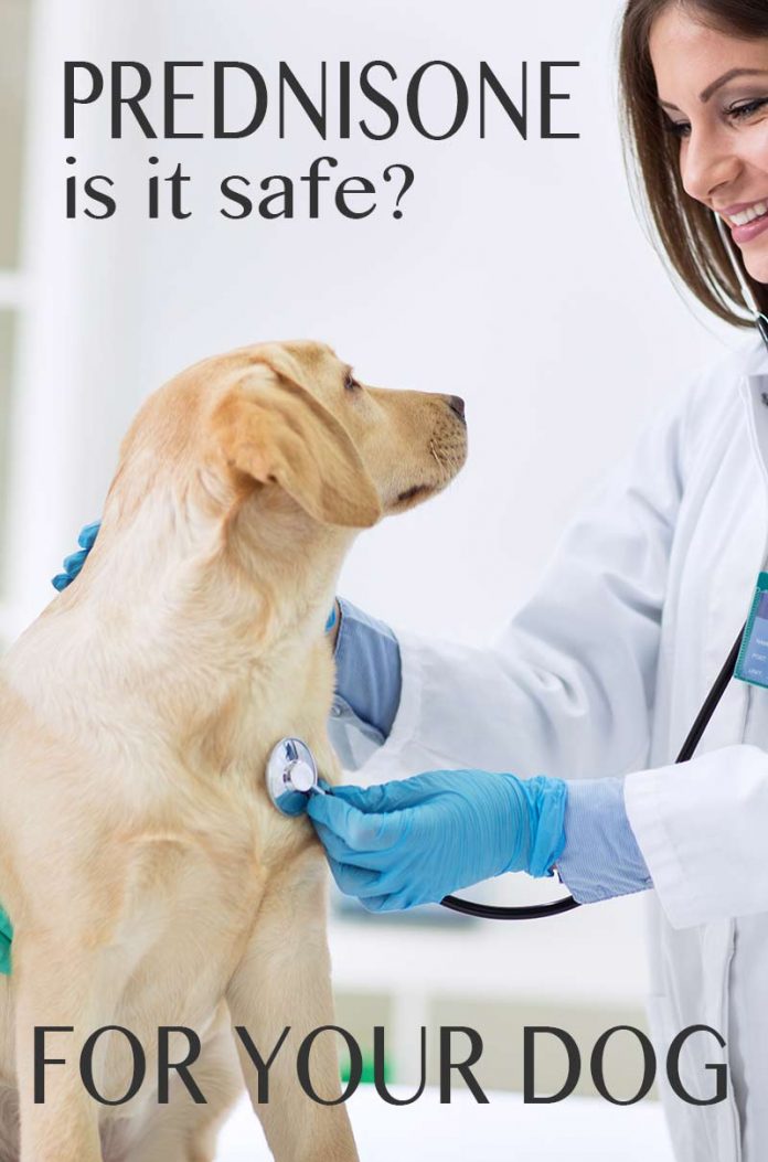 Prednisone For Dogs What Is It Used For, Side Effects and Dosage