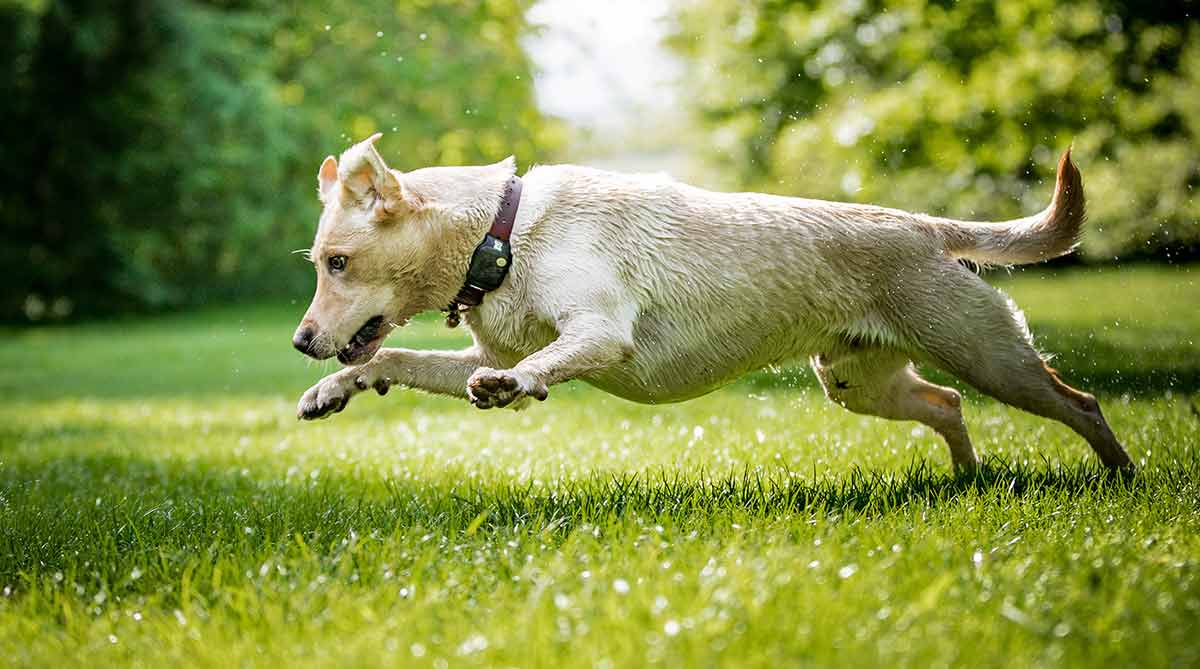 what dog breeds pounce with front paws