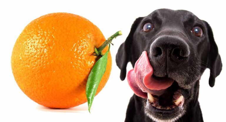 Can Dogs Eat Oranges: Are Oranges Good For Dogs?