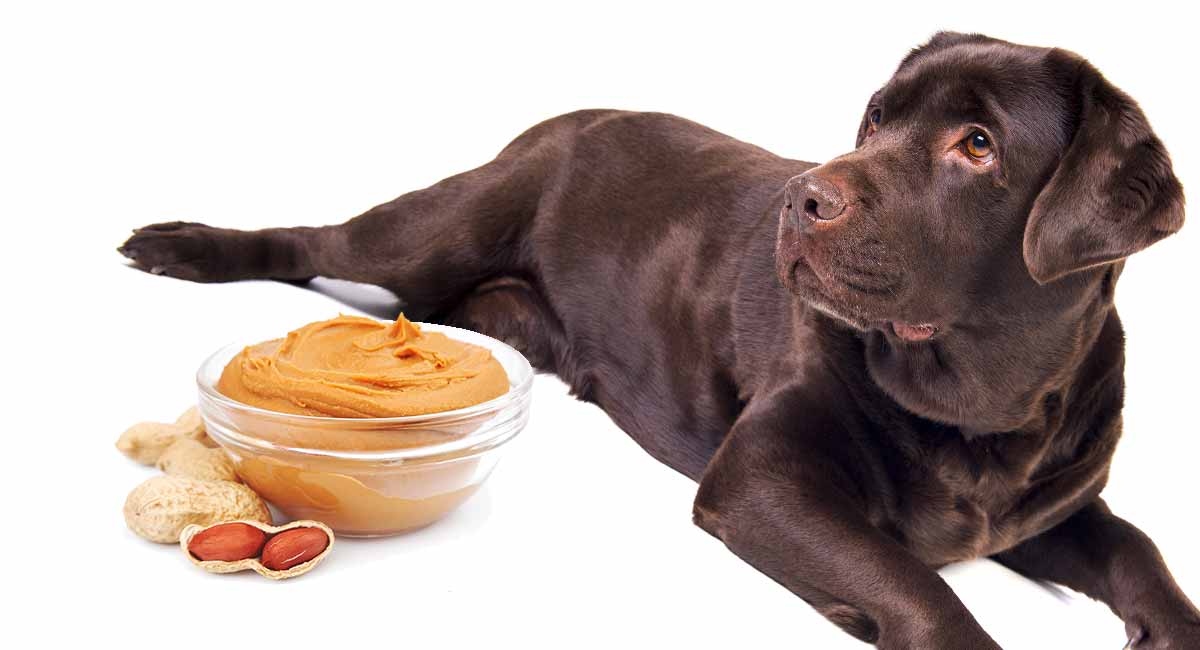 can dogs be allergic to peanut butter symptoms