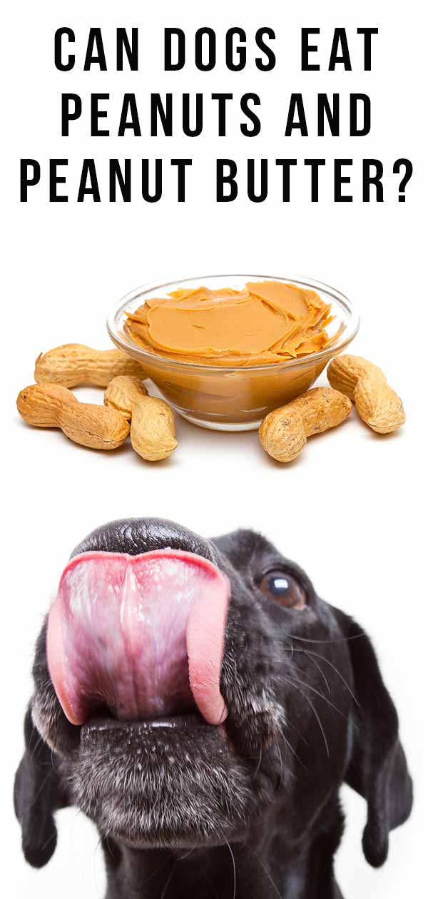 too much peanut butter for dogs