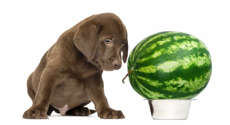 can dogs eat watermelons