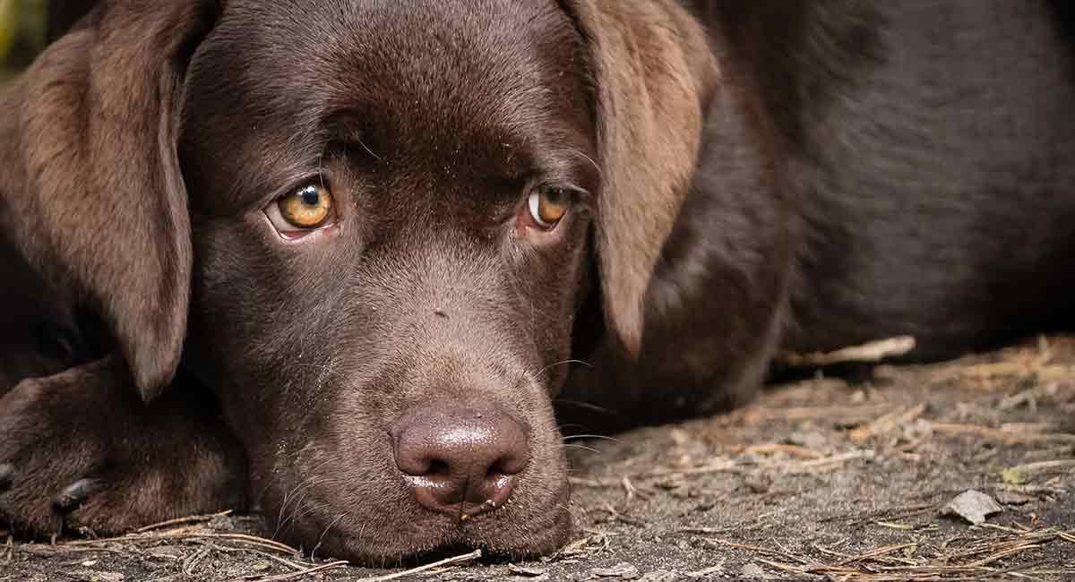 what does it mean when a dog cries