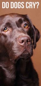 Do Dogs Cry - A Look At Dog Tears And What They Mean