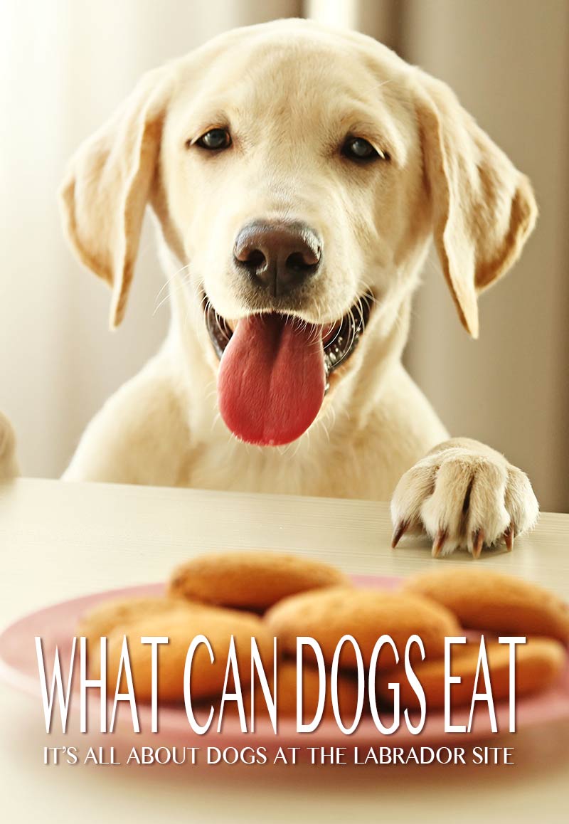 What Can Dogs Eat For Lunch