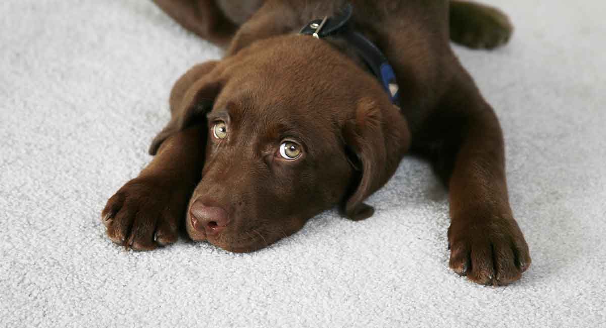 can dogs die from roundworms