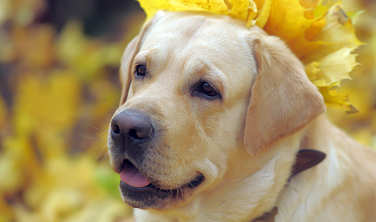 How To Socialize Your Older Dog A Guide To Socializing Adult Dogs