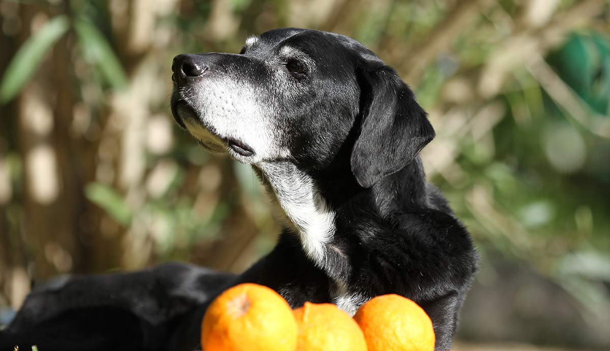 can-dogs-eat-oranges-a-food-safety-guide-from-the-labrador-site