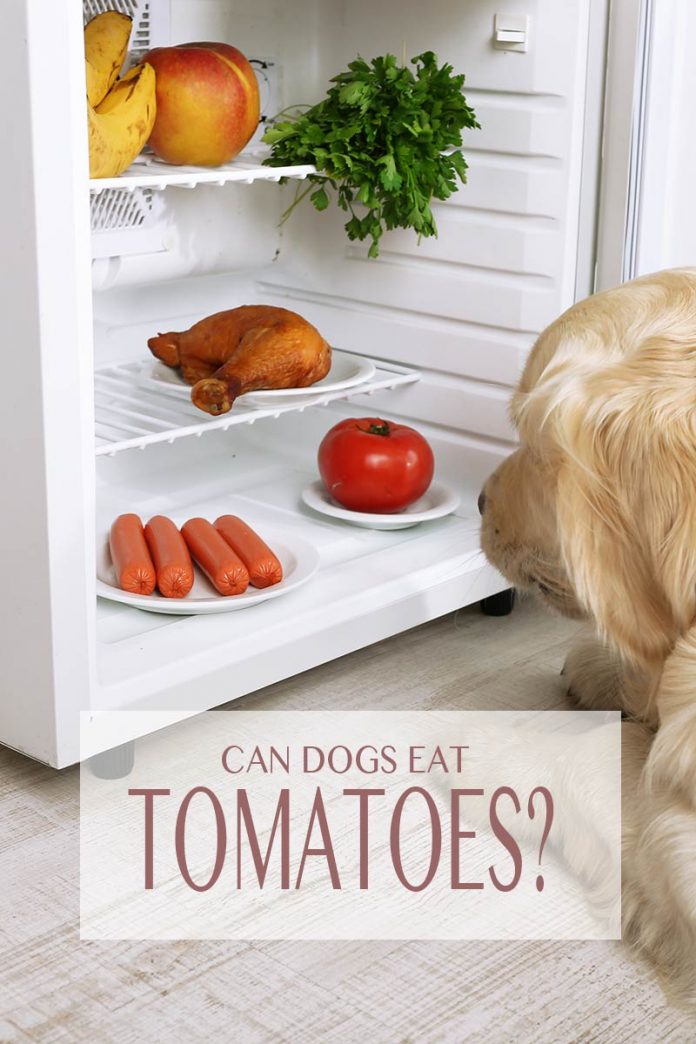 Can Dogs Eat Tomatoes? A Complete Guide To Tomatoes For Dogs