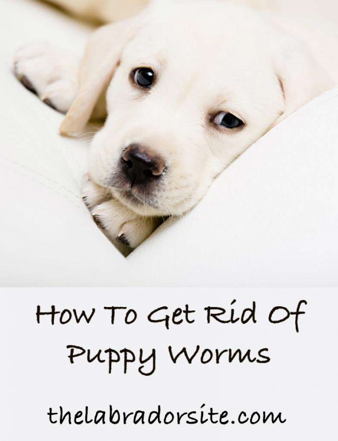 Puppy Worms Symptoms and How to Get Rid of Worms in Puppies