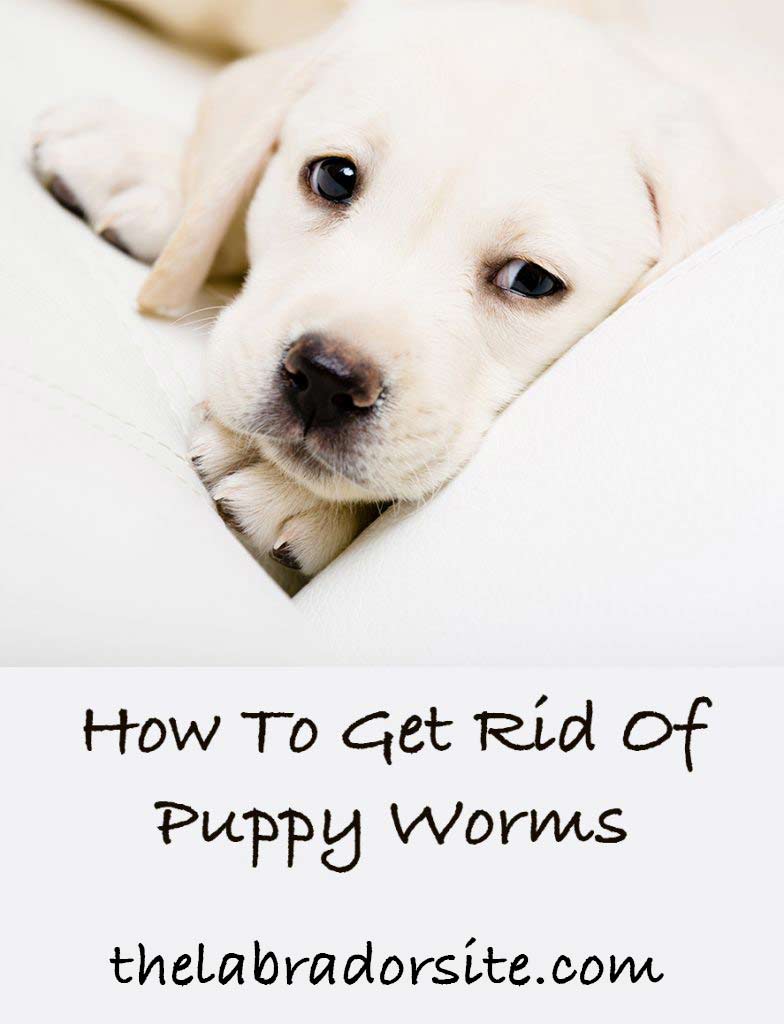 how do i know if my puppy has worms