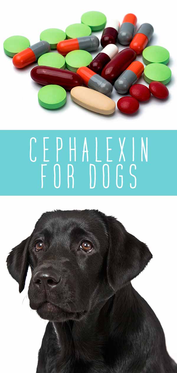 Cephalexin For Dogs How It Works Side Effects And Dosage