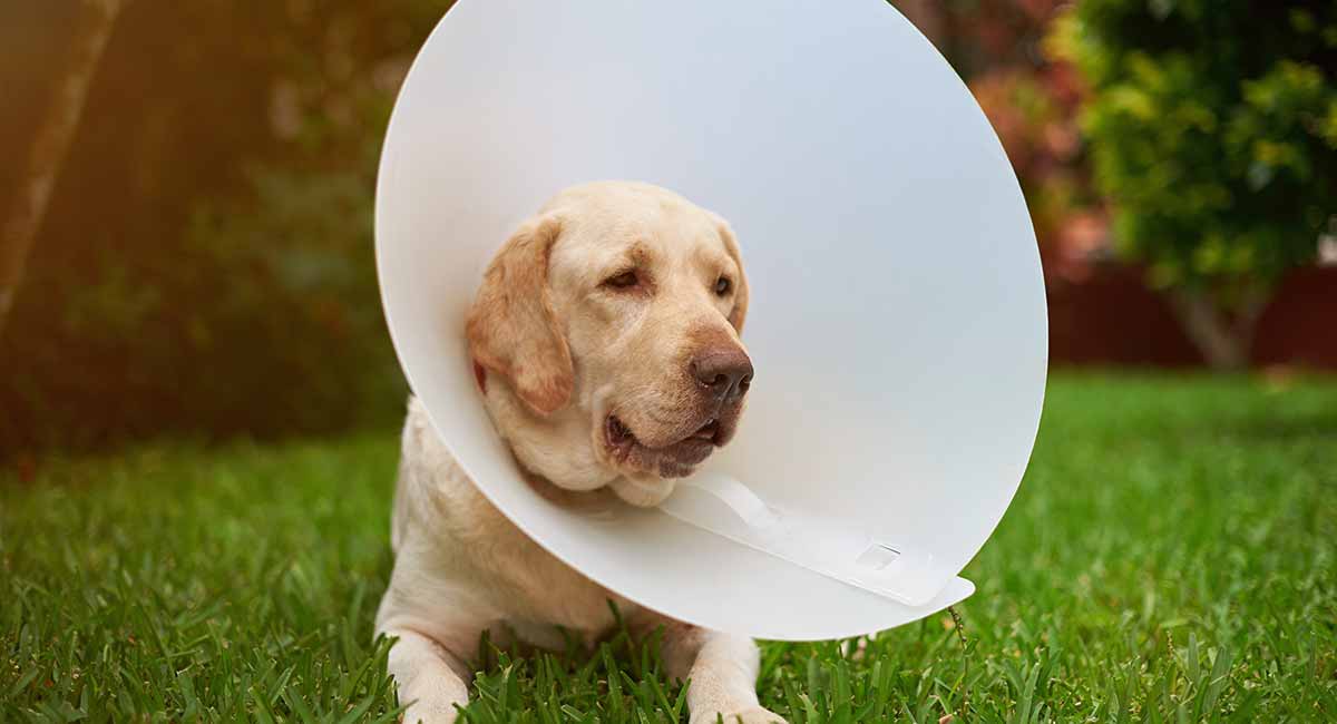 dog protective head cone