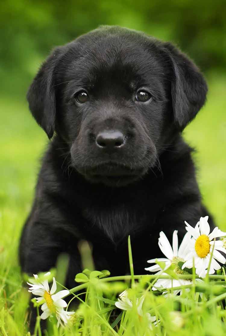 small black labrador