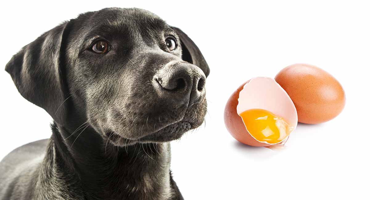 raw egg in dog food