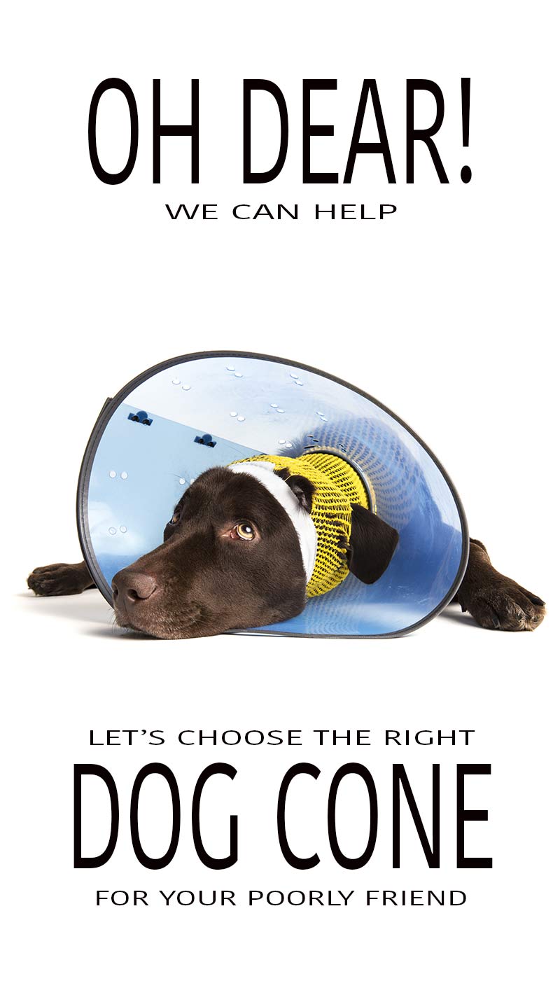 dog-cone-when-to-use-one-and-which-one-to-choose