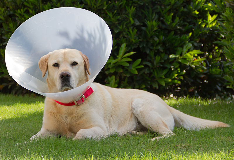 Dog Cone - Buster Collars, Inflatable Collars, And Comfy ...