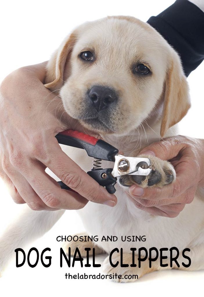 cut dog nails with human clippers