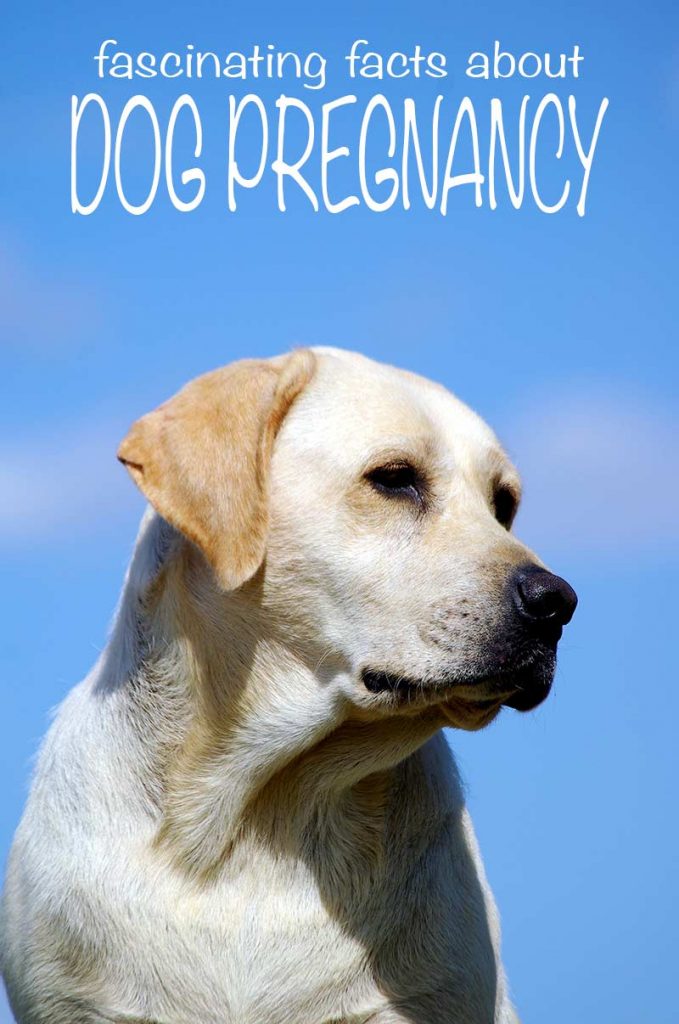 photo of a yellow lab against a blue sky