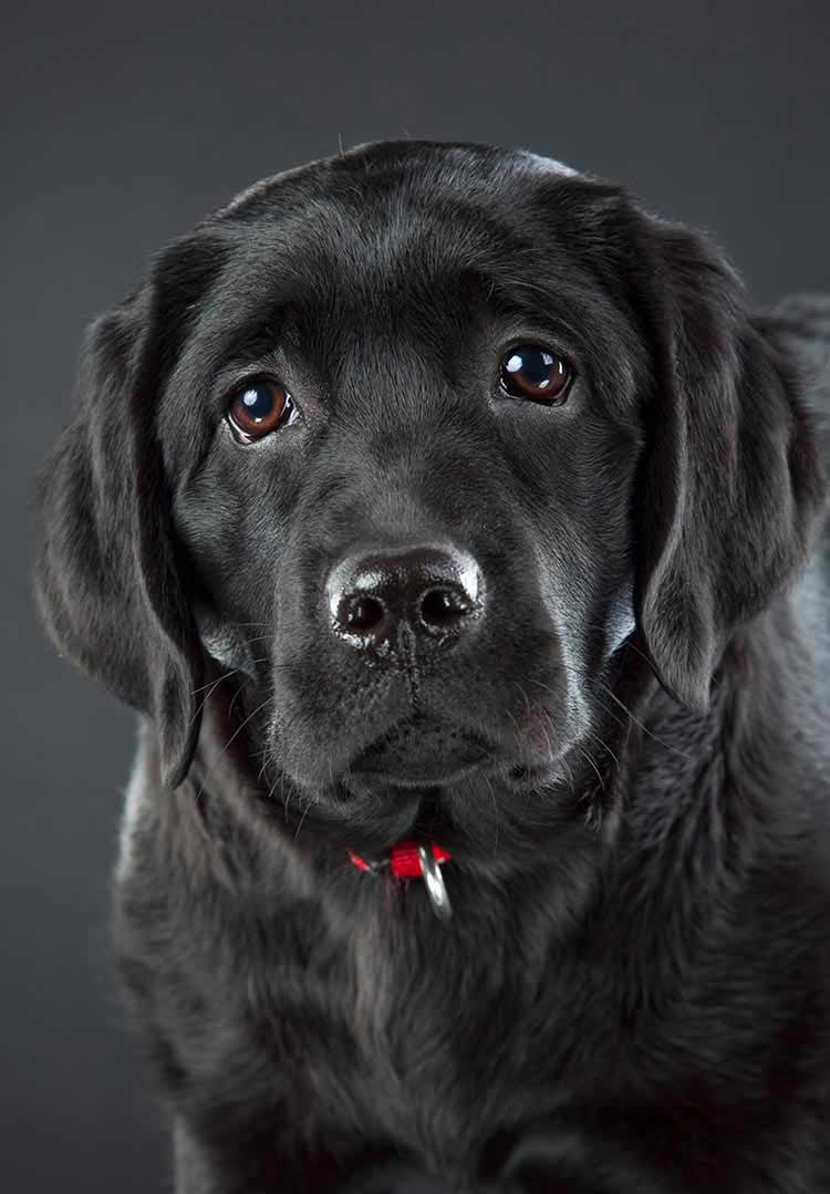 black lab dog