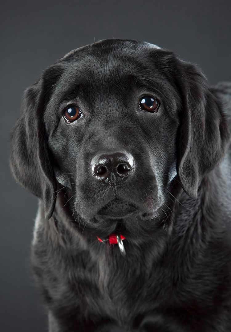 Black Lab A Complete Guide To The Black Labrador Retriever